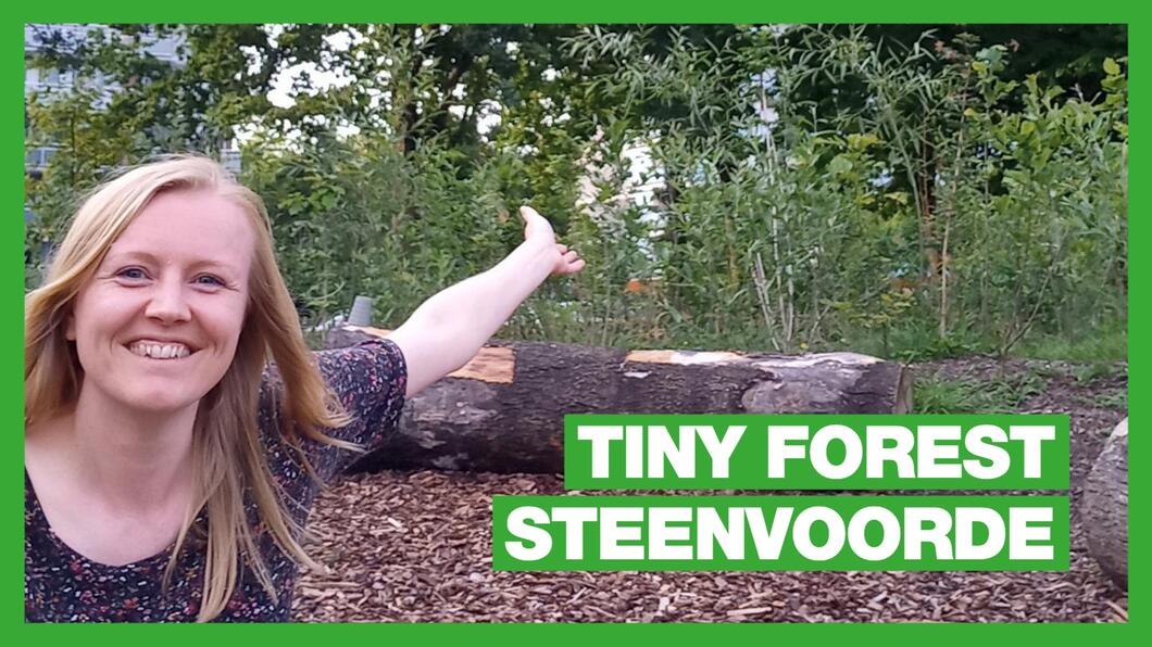 Tiny Forest Steenvoorde