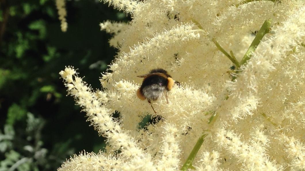 Hommel op geitenbaard.jpg