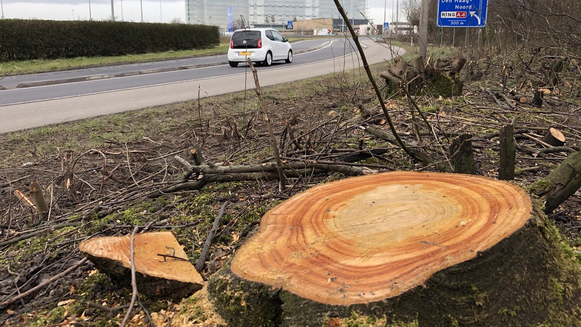 Bomenkap aan het Houtzaagmolenpad