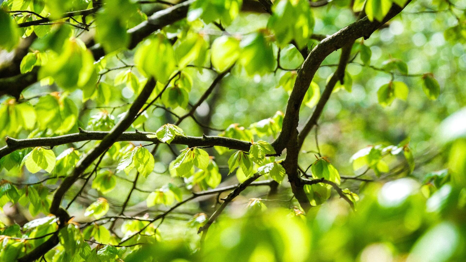 Klimaat en natuur