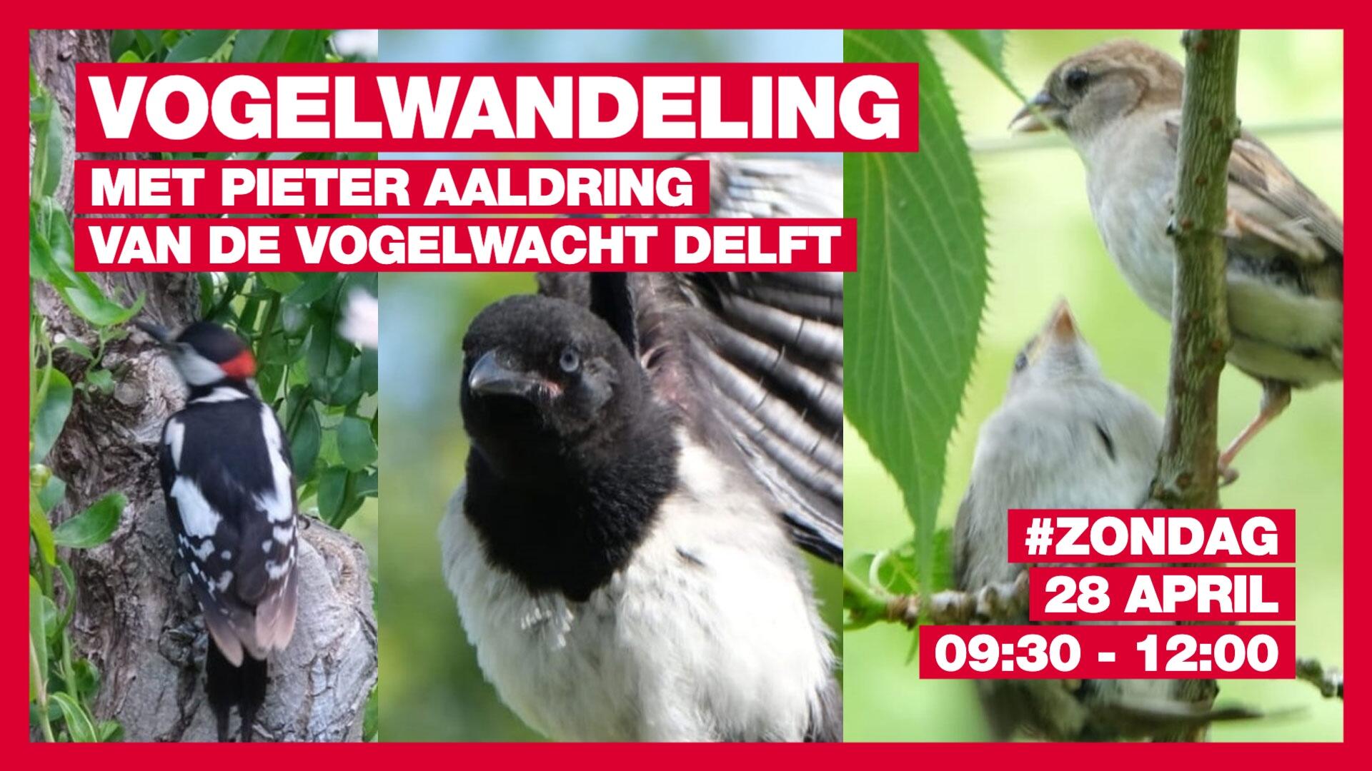 Vogelwandeling